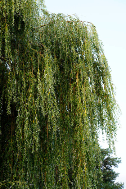 dense weeping willow in the countryside - Φωτογραφία, εικόνα