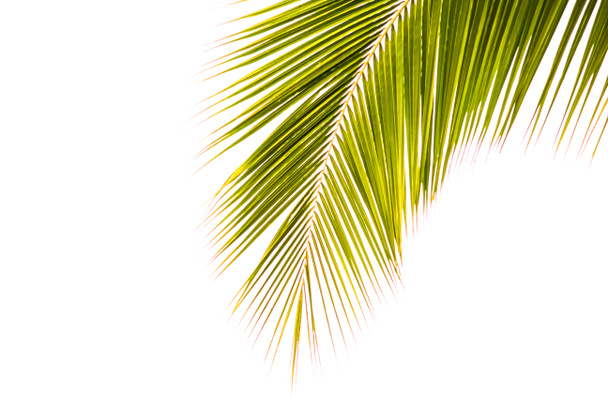kokosnoot leaf op witte - Foto, afbeelding