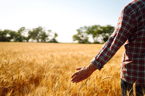 Een man is op een tarweveld en houdt zijn hand boven de oren. Hand raakt het graan aan. Begrip landbouw en oogsten. - Foto, afbeelding