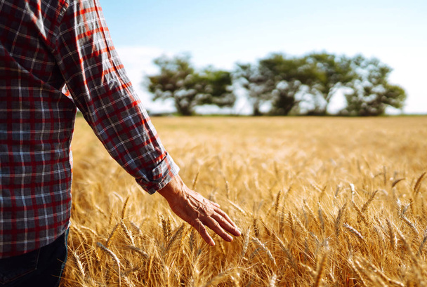A man is on a wheat field and holds his hand over the ears. Hand touching the wheat. Agriculture and harvesting concept. - Photo, Image