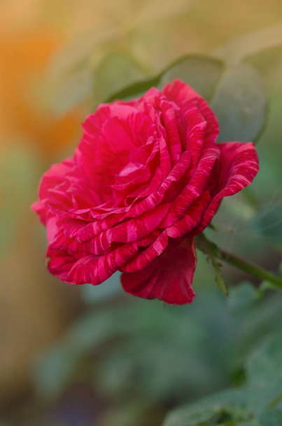 Színes bokor csíkos rózsákkal a kertben. Gyönyörű piros és fehér csíkos rózsa Vörös Intuíció - Fotó, kép