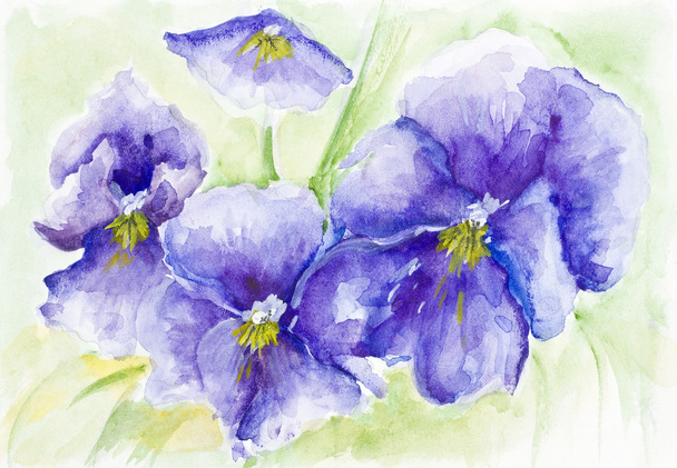 Violets - Photo, Image