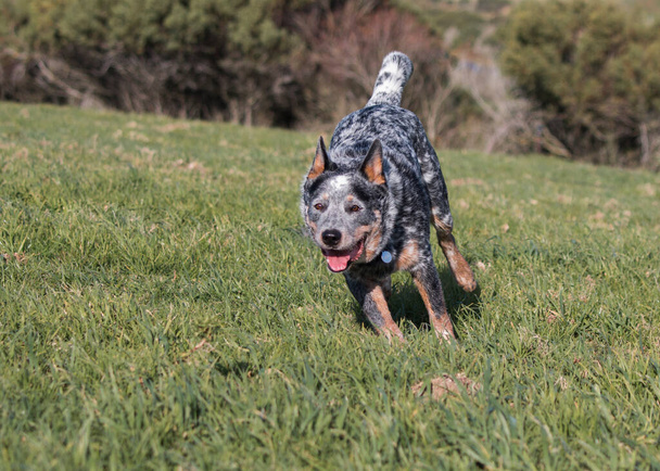 Australian Cattle Dog (tacón azul) corriendo sobre hierba verde exuberante  - Foto, Imagen