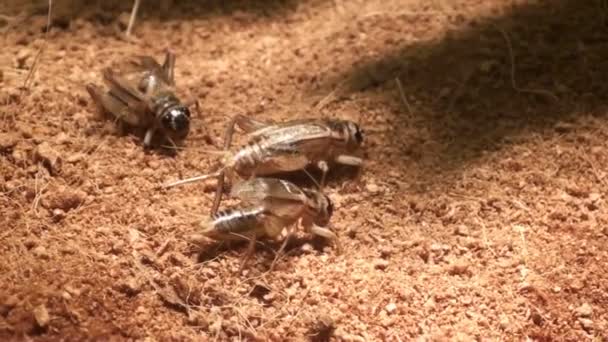 close-up cricket on soil - Séquence, vidéo