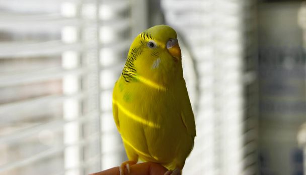 Αστείος παπαγάλος. Ο χαριτωμένος κίτρινος παπαγάλος κάθεται σε ένα δάχτυλο και κοιτάζει την κάμερα. Ομαδικό κατοικίδιο. - Φωτογραφία, εικόνα