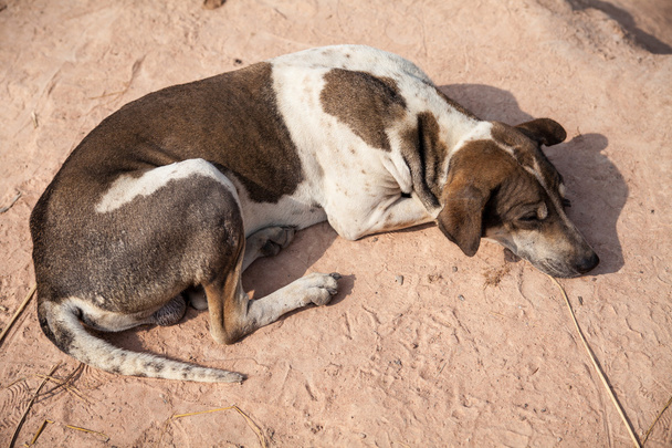 thailändischer Hund entspannt - Foto, Bild