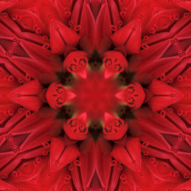 bloemen fantasie patronen van een enkele donkere rode dahlia bloeien in close-up patronen door regen druppel effect - Foto, afbeelding