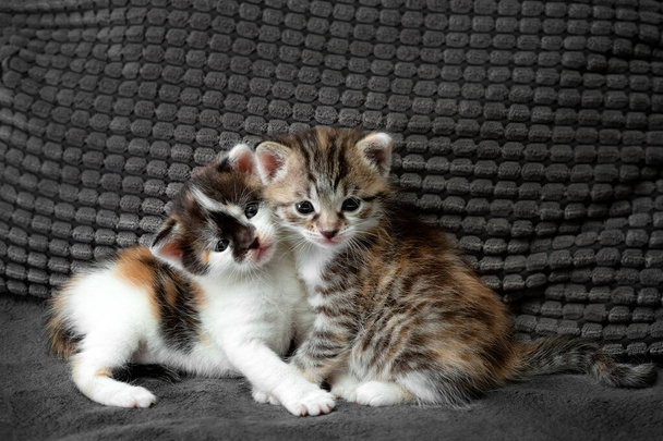 two newborn tricolor kittens sit together on a gray couch and look into the camera lens - Photo, Image