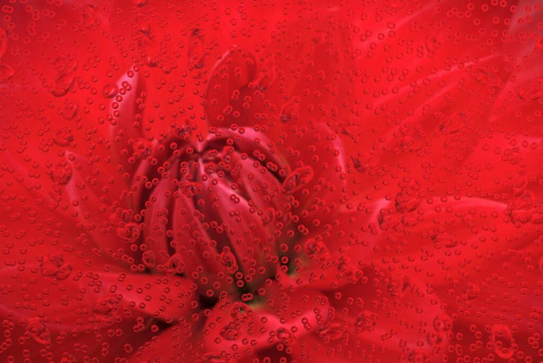 Florale Fantasiemuster aus einer einzigen dunkelroten Dahlie blühen in Nahaufnahmen durch Regentropfen-Effekt - Foto, Bild