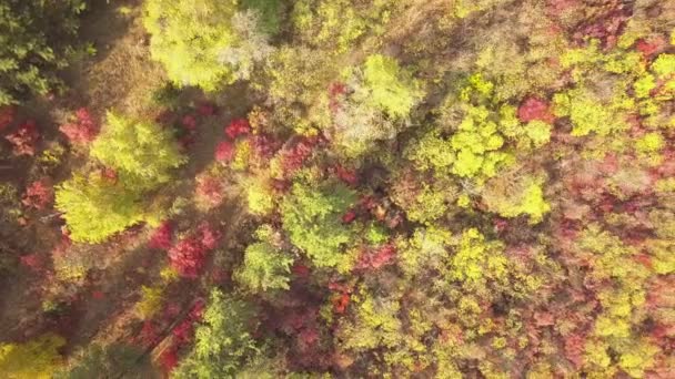 Let dronem přes podzimní les. Podzimní listí a stromy. Oranžová, červená, žlutá a zelená krásná scéna. - Záběry, video