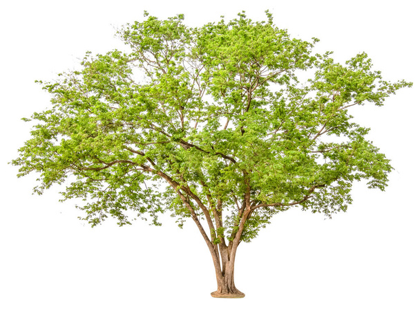 zielone drzewo izolowane na białym tle - Zdjęcie, obraz