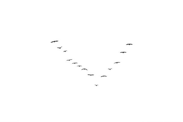 Birds key in flight isolated on white. - Photo, Image
