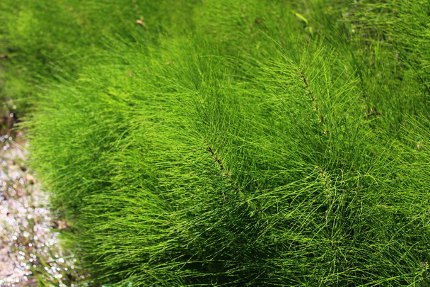 field of horsetails in the forest - Photo, Image
