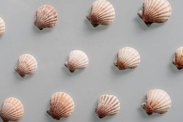 パステルグレーの背景に異なる貝殻のパターン。トップビュー、フラットレイアウト。夏のコンセプト。海の夏休みの背景。フルフレーム構成 - 写真・画像