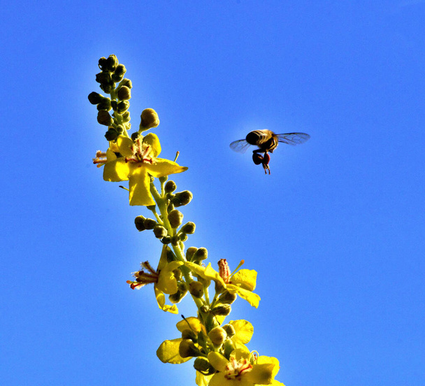 蜂の花、夏の朝のショット、自然コンセプト - 写真・画像