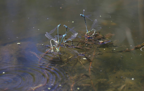 Close-up of couples of dragonflies making shapes during mating, near water. - Photo, Image