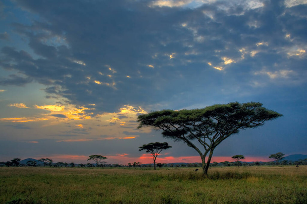 Африканский ландшафт, усеянный местными деревьями акация шипов зонтика, заповедник Нгоронгоро. - Фото, изображение