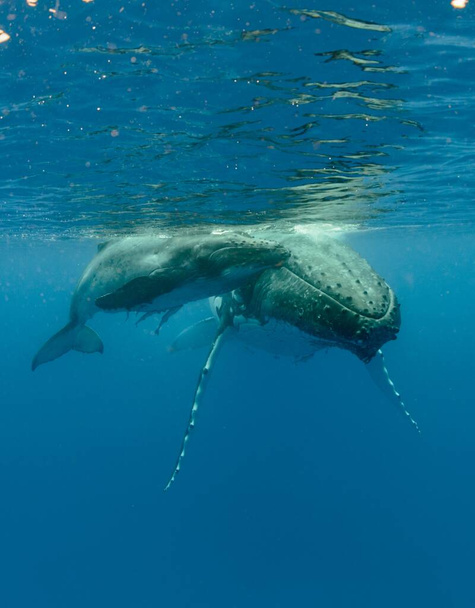A vertical underwater shot of two humpback whales swimming near the surface - Foto, imagen