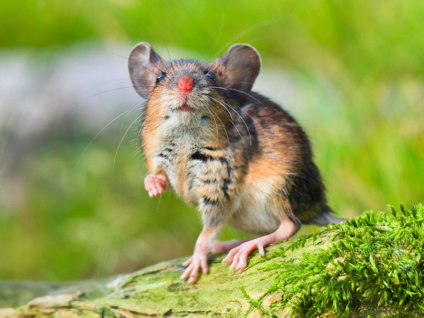 Field Mouse (Apodemus sylvaticus) - Photo, Image