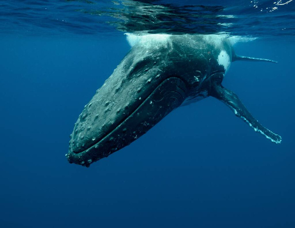 A closeup shot of a humpback whale swimming in the Pacific Ocean - Foto, immagini