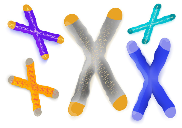 Chromosom auf weißem Hintergrund - Vektor, Bild