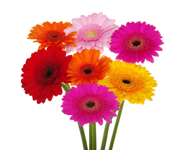 gerbera daisies - Фото, зображення