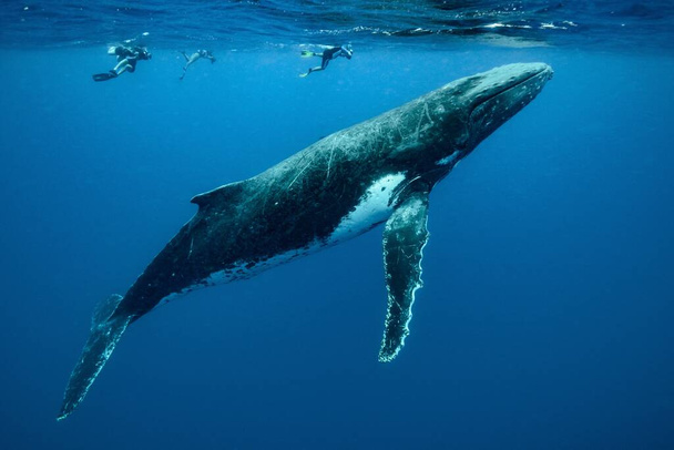 A closeup shot of humpback whales swimming in the Pacific Ocean - Foto, immagini