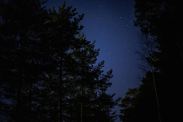 Mavi yıldızlı bir gece gökyüzü Ağaç dalları ve yapraklardan oluşan bir siluet - Fotoğraf, Görsel