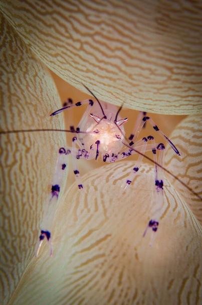 A closeup vertical shot of small white and purple crab surrounded by bubble coral - Zdjęcie, obraz