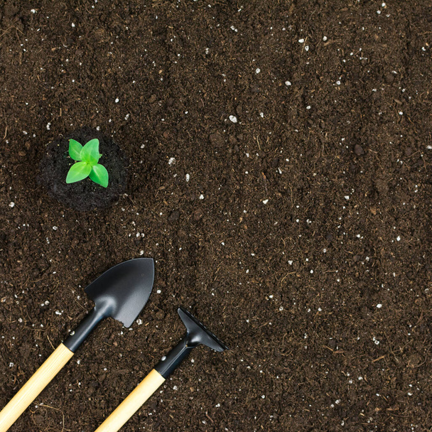Garden tools shovels, rakes, with a green plant on a black earth background. View from above. Place for an inscription. - Foto, afbeelding