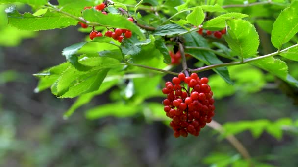 Ώριμοι καρποί με κόκκινα μούρα σε φυσικό περιβάλλον (Sambucus racemosa) - Πλάνα, βίντεο
