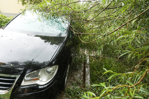 Er viel een boom op de auto door de harde wind. Gebroken voertuig na de storm. Vallende boom . - Foto, afbeelding