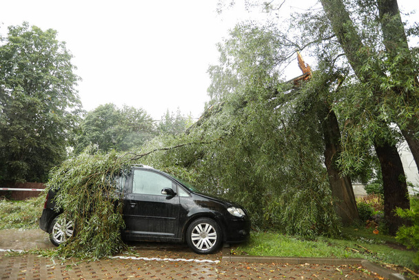 Er viel een boom op de auto door de harde wind. Gebroken voertuig na de storm. Vallende boom . - Foto, afbeelding