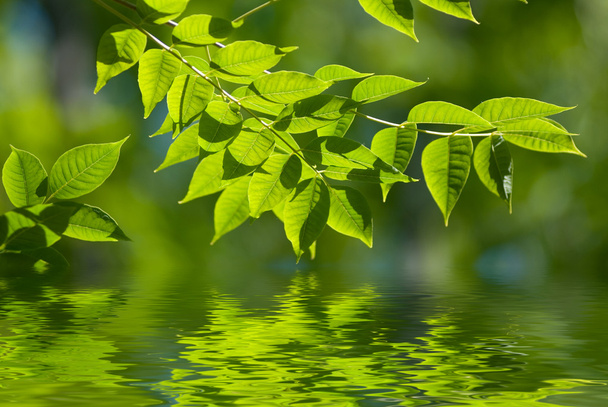 feuilles vertes dans l'eau - Photo, image