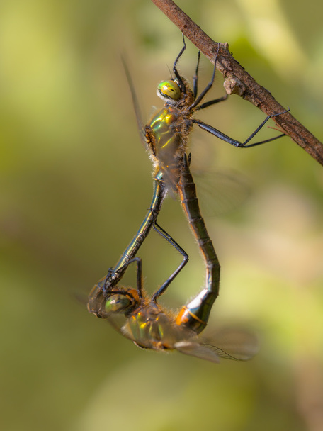 odtwarzania pary puszyste Dragonfly szmaragd - Zdjęcie, obraz