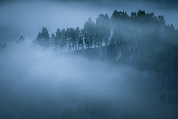 Dramaattinen näkymä koivun metsään paksun sumun peitossa kukkulan huipulla, josta on näkymä Dumestille, Salciua de Sus, Alban piirikunta, Romania - Valokuva, kuva