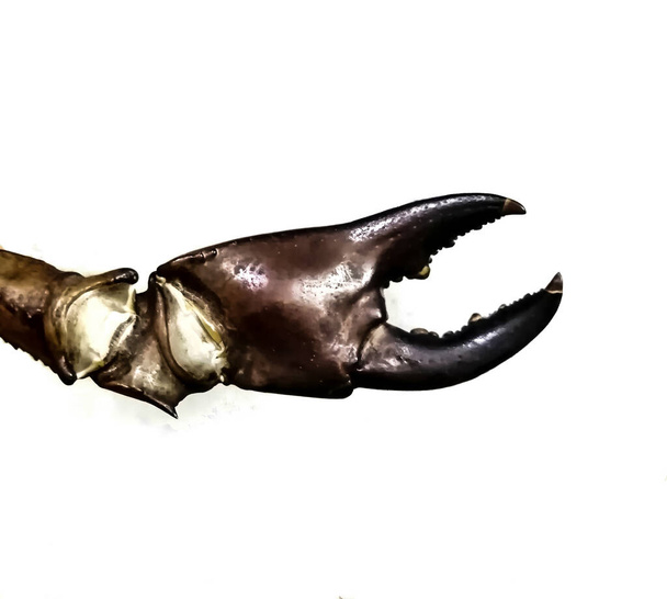 Pazur kraba morskiego indyjskiego na odosobnionym tle - Zdjęcie, obraz