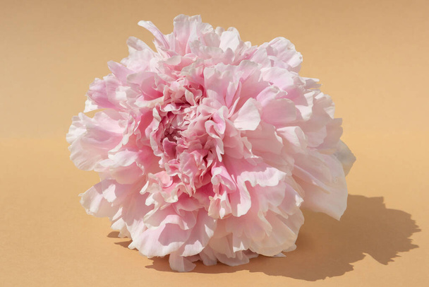Natural backdrop. Pink peony flower bud on brown background. Contrast ligh - Foto, afbeelding