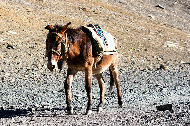 Des ânes transportant des marchandises et des chargements au Népal, Himalaya. Circuit de l'Annapurna. Ils sont souvent utilisés comme porteurs pour transporter l'équipement touristique et les touristes eux-mêmes. - Photo, image