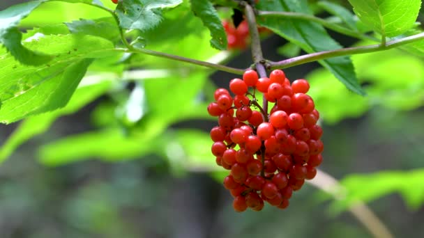 Punaisen seljanmarjan kypsät hedelmät luonnonympäristössä (Sambucus racemosa) - Materiaali, video