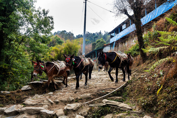 Burros que transportan mercancías y cargas en Nepal, Himalaya. Circuito de Annapurna. A menudo se utilizan como porteadores para transportar equipos turísticos y turistas mismos.
. - Foto, imagen