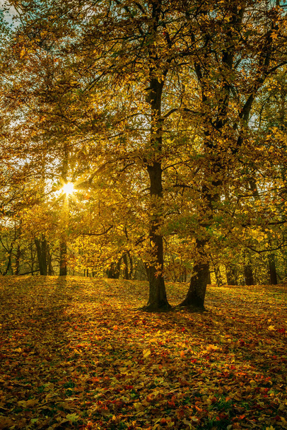 golden trees with sun shining through them in the autumn park - Foto, imagen