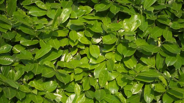 magnifique et luxueux ensemble de feuilles vertes impénétrables au soleil. Photo de haute qualité - Photo, image