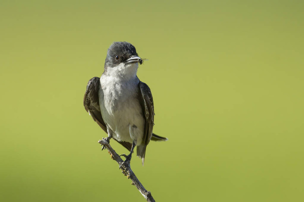 An eastern kingbird perched on a twig in eastern Washington has an insect in its beak. - Photo, Image