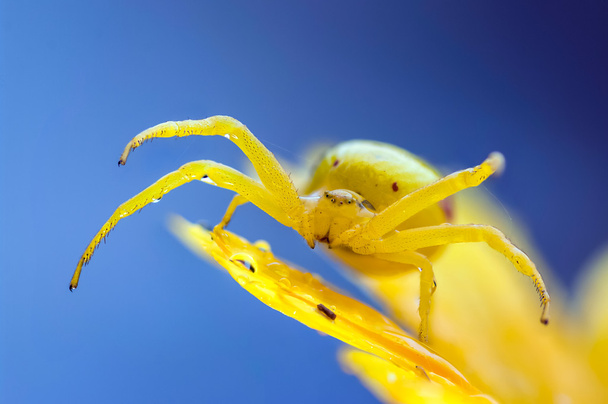 żółty Krab pająk na kwiat po deszczu - Zdjęcie, obraz