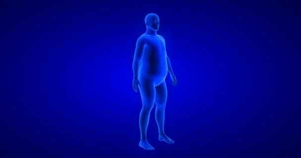 Perte de poids transformation du corps thème de l'homme. Analyse 3D du corps d'anatomie humaine bleue - Séquence, vidéo