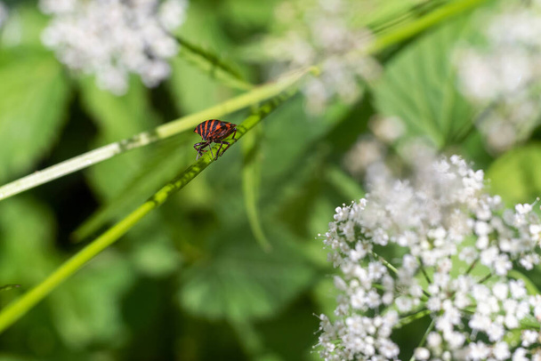 Beetle Graphosoma lineatum on the stem of the plant, selective focus. - Photo, Image