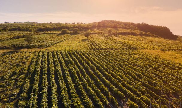 Green rows of vineyard fields in sunlight - Photo, Image