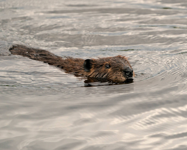 Beaver close-up profile view swimming in the water displaying brown fur, ears, nose, eye in its habitat and environment. Image. Picture. Photo. Portrait. - Photo, Image