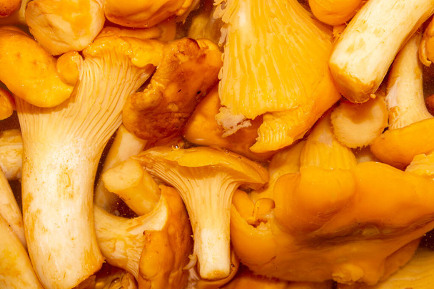 Background with chanterelle mushrooms.Chanterelle mushrooms are washed and ready to cook. - Zdjęcie, obraz